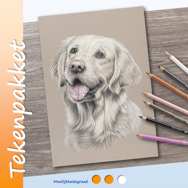 Golden retriever