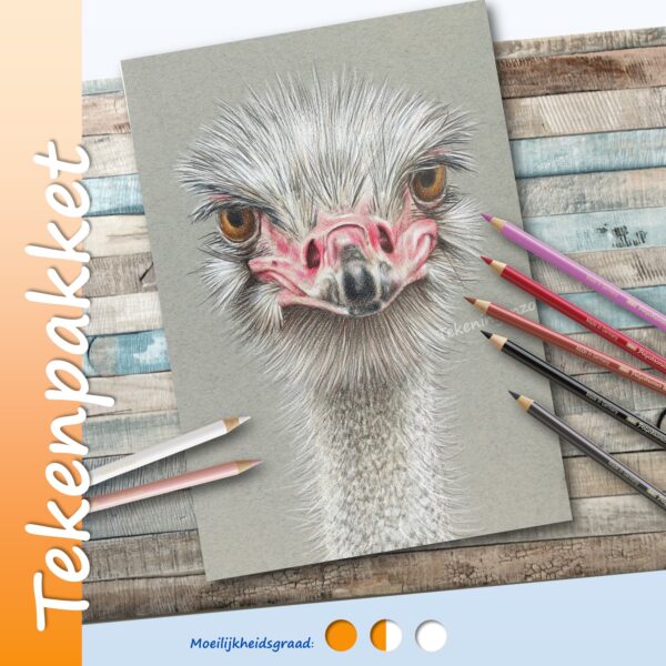 Struisvogel